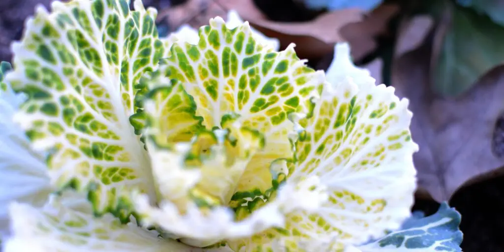 Okrasný-kel-Brassica-oleracea-acephala-rastlinkovo