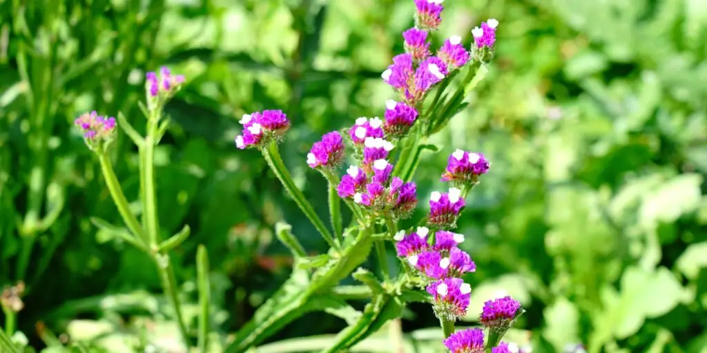 Limonka-zohnutá-rastlinkovo