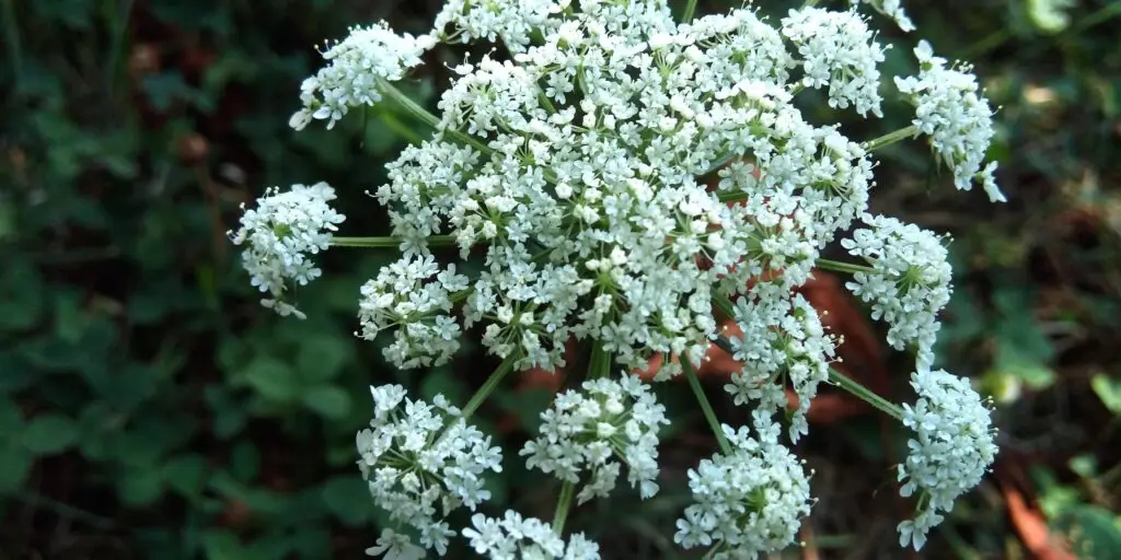 Parasca-väčšia-rastlinkovo