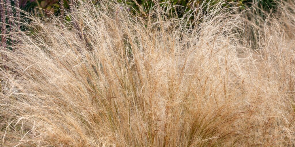 stipa-kavyl-okrasna-trava-rastlinkovo