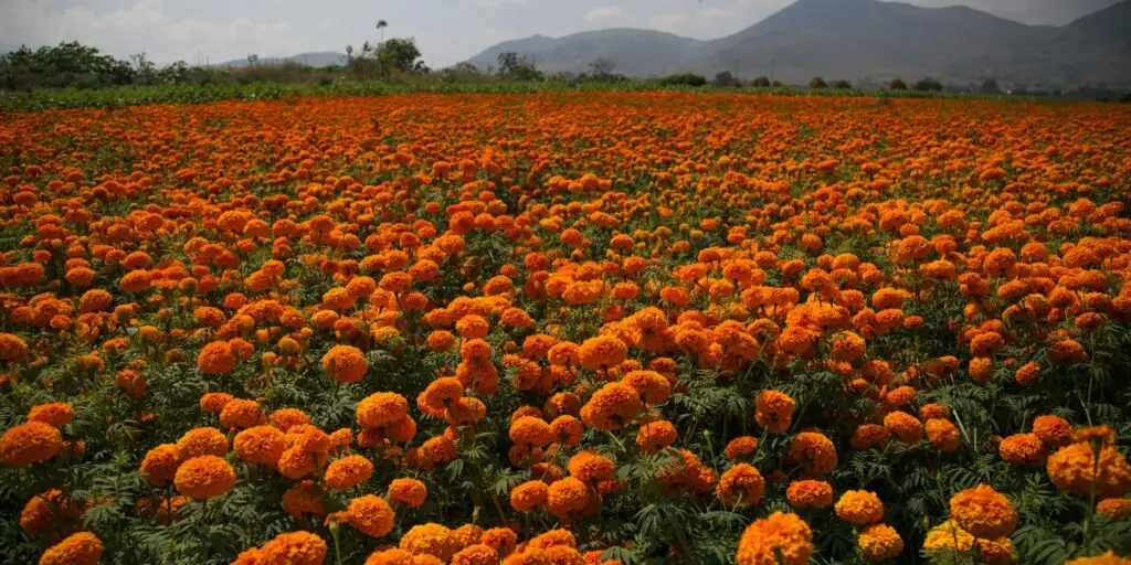 Nechtík-lekársky-Calendula-officinalis-pestovanie-rastlinkovo