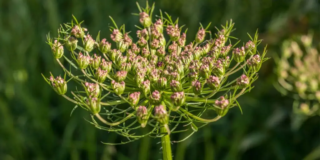 Parasca-väčšia-rastlinkovo