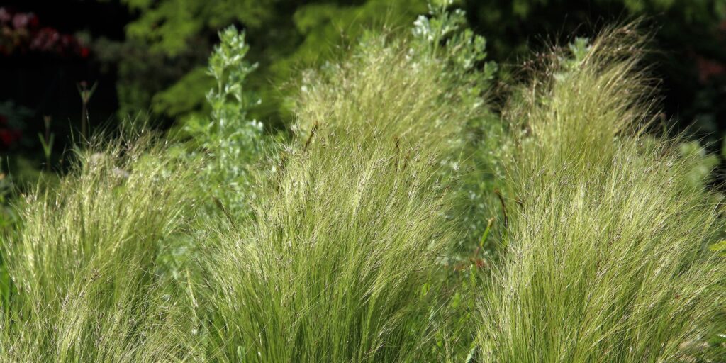 stipa-kavyl-okrasna-trava-rastlinkovo