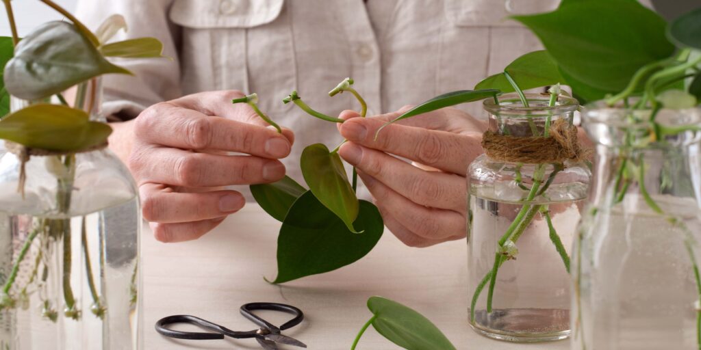 philodendron-ako-rozmnozovat-rastlinkovo