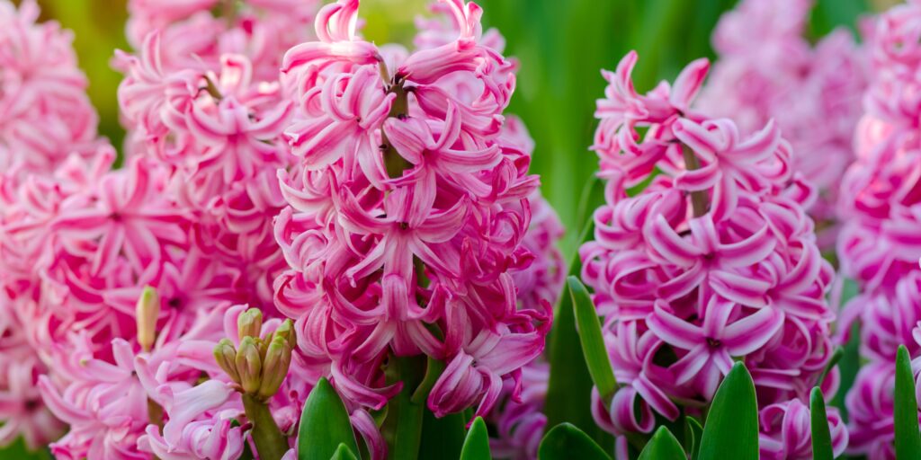 Hyacinty-pestovanie-rastlinkovo
