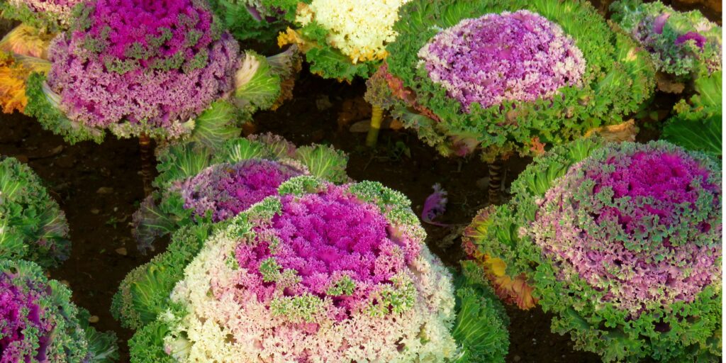 Okrasný-kel-Brassica-oleracea-acephala-rastlinkovo