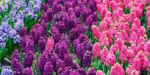 Hyacinty-pestovanie-rastlinkovo