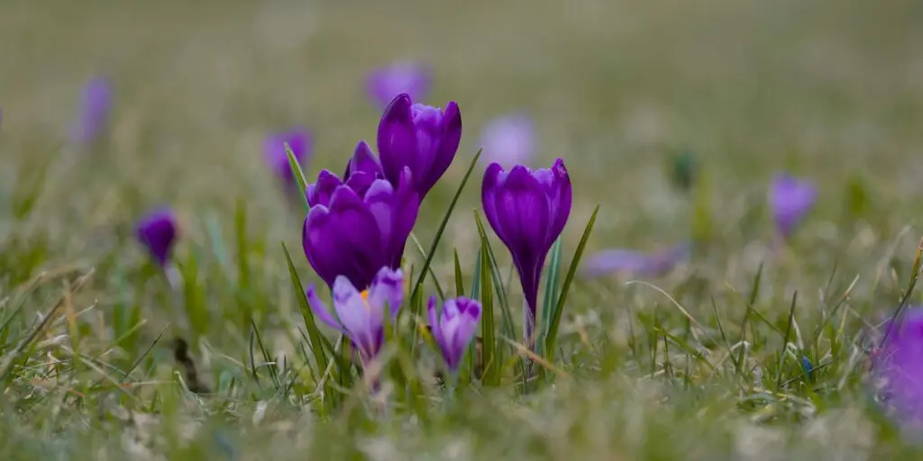 krokusy-pestovanie-rastlinkovo