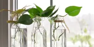 philodendron-ako-rozmnozovat-rastlinkovo