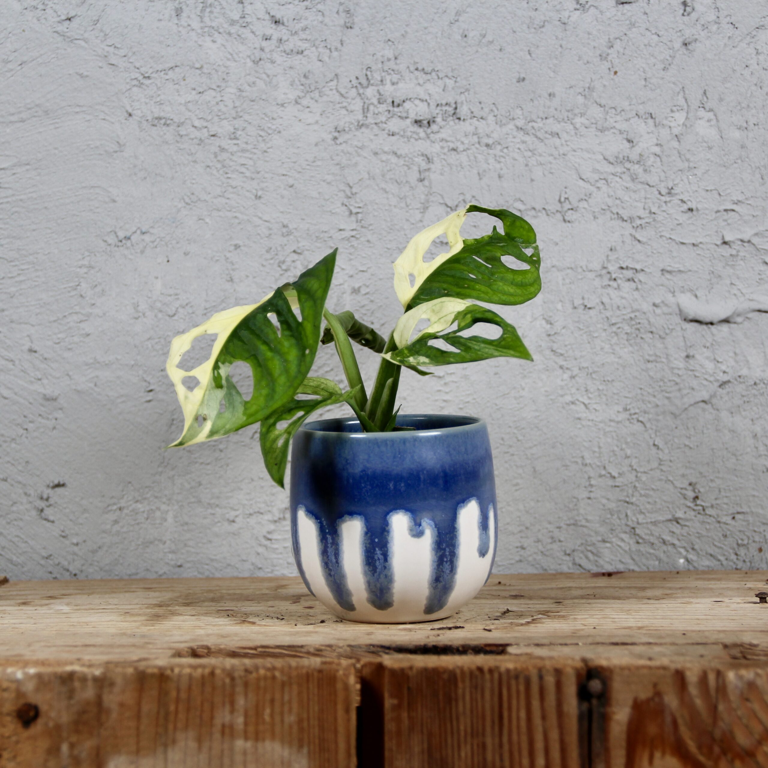 Monstera Adansonii variegata baby 3 monstera-adansonii-variegata-rastlinkovo