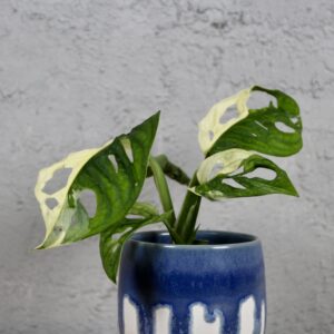 monstera-adansonii-variegata-rastlinkovo