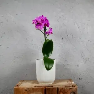 Orchidea-phalaenopsis-multiflora-fialová-rastlinkovo