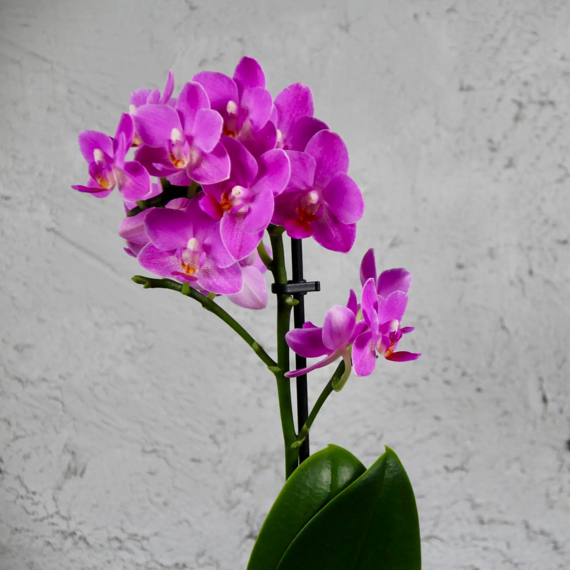 Orchidea phalaenopsis multiflora fialová 2 Orchidea-phalaenopsis-multiflora-fialová-rastlinkovo