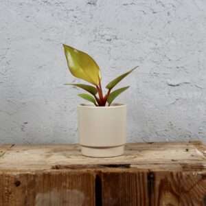 philodendron-mars-baby-rastlinkovo