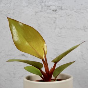 philodendron-mars-baby-rastlinkovo