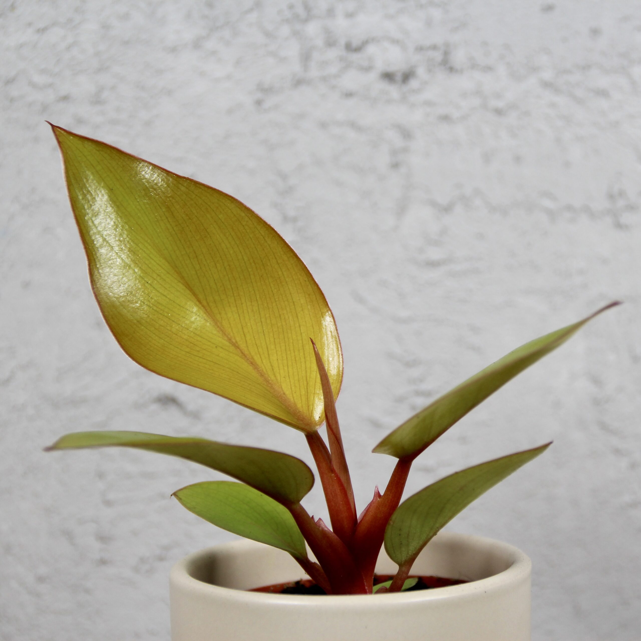 E-shop Philodendron Mars baby