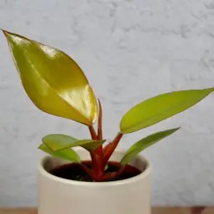 philodendron-mars-baby-rastlinkovo