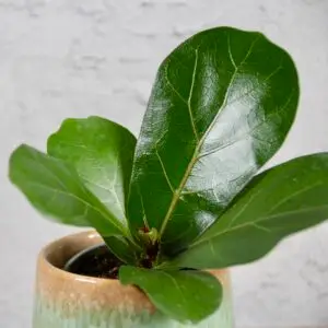 ficus-lyrata-rastlinkovo