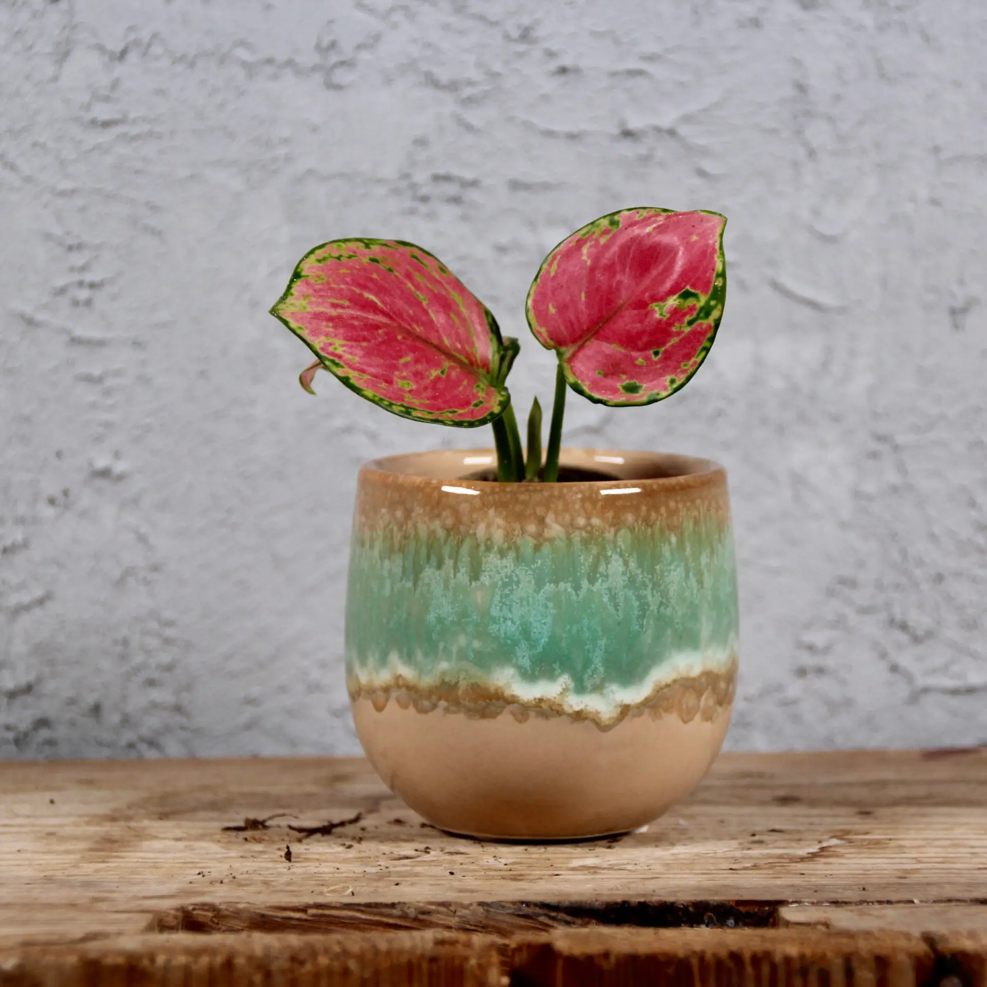 Aglaonema Pinky Promise baby 3 Aglaonema Pinky Promise baby - Image 3