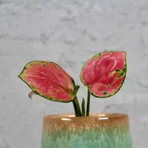 aglaonema-pinky-promise-rastlinkovo