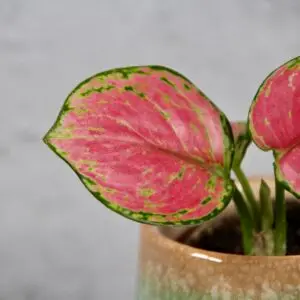 aglaonema-pinky-promise-rastlinkovo