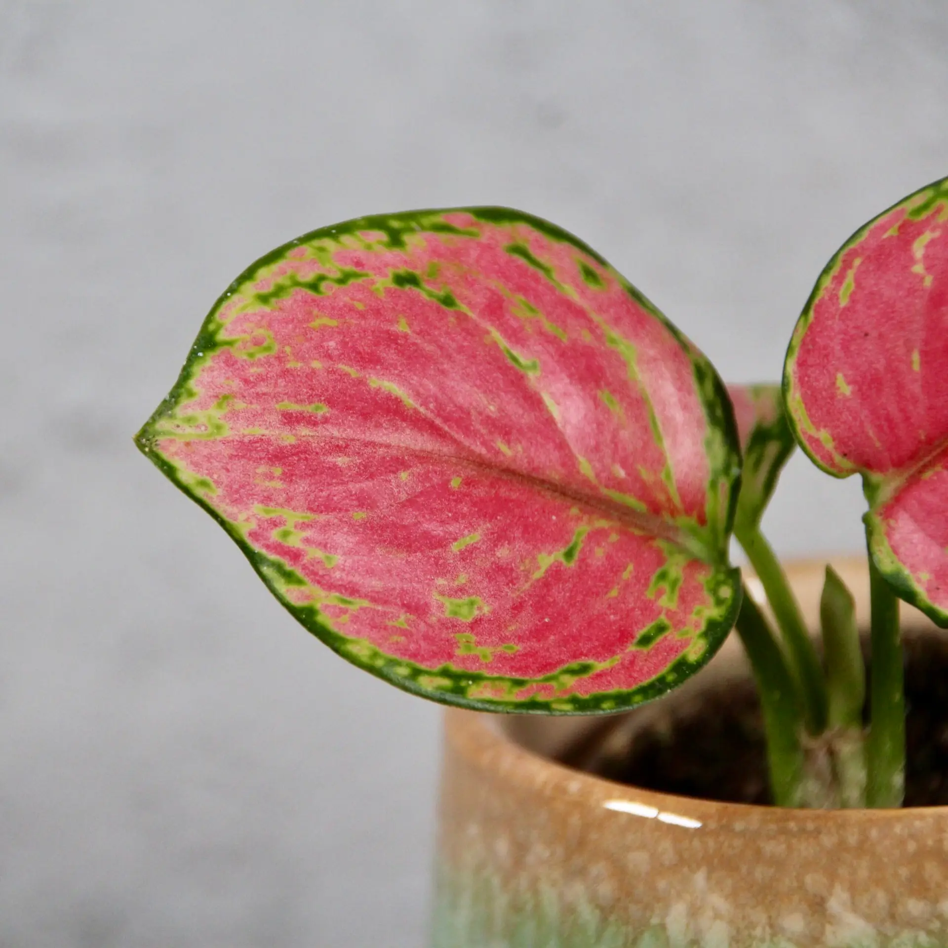 E-shop Aglaonema Pinky Promise baby