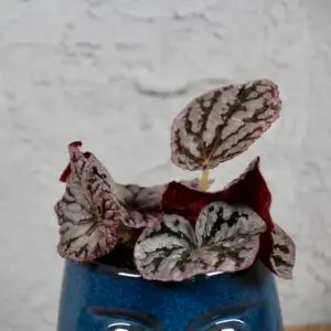 begonia-spirit-of-bali-rastlinkovo