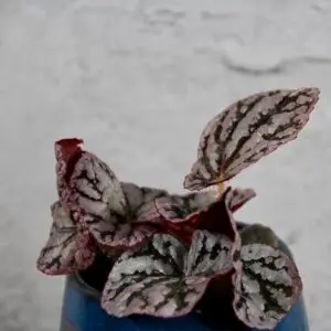 begonia-spirit-of-bali-rastlinkovo