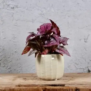begonia-mclauchan-rastlinkovo