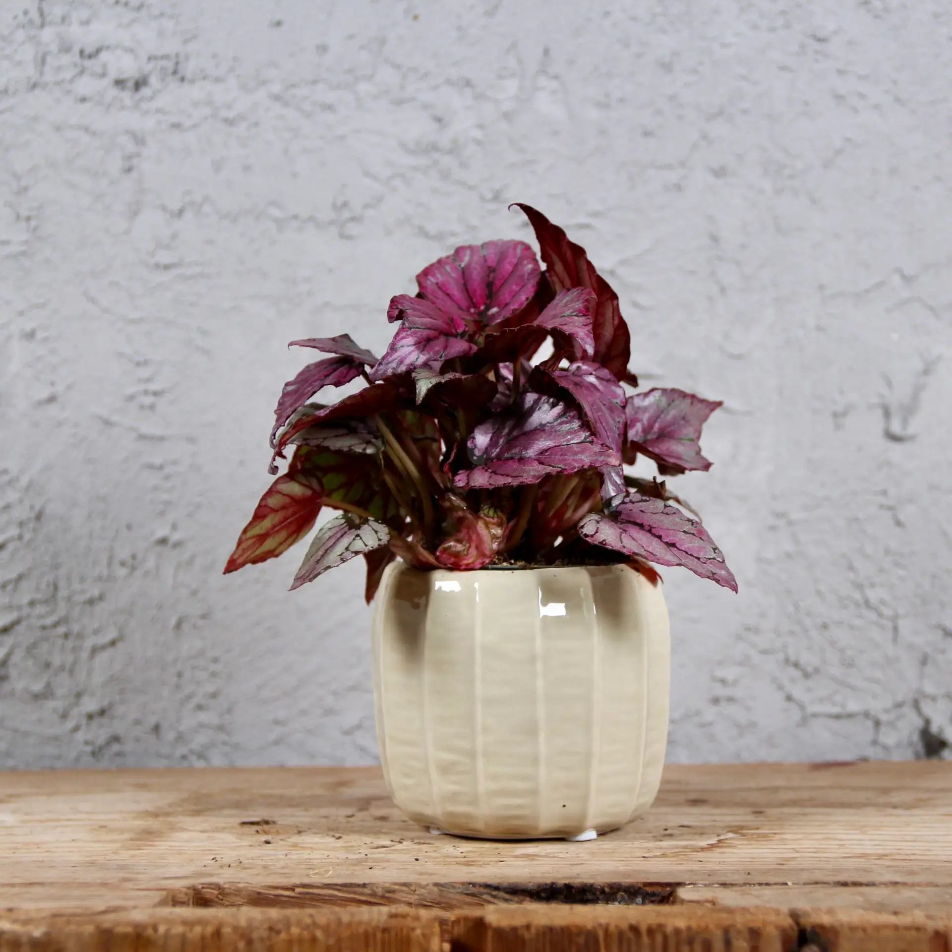 Begonia Rex Hugh McLauchan baby 4 begonia-mclauchan-rastlinkovo