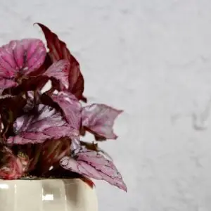begonia-mclauchan-rastlinkovo