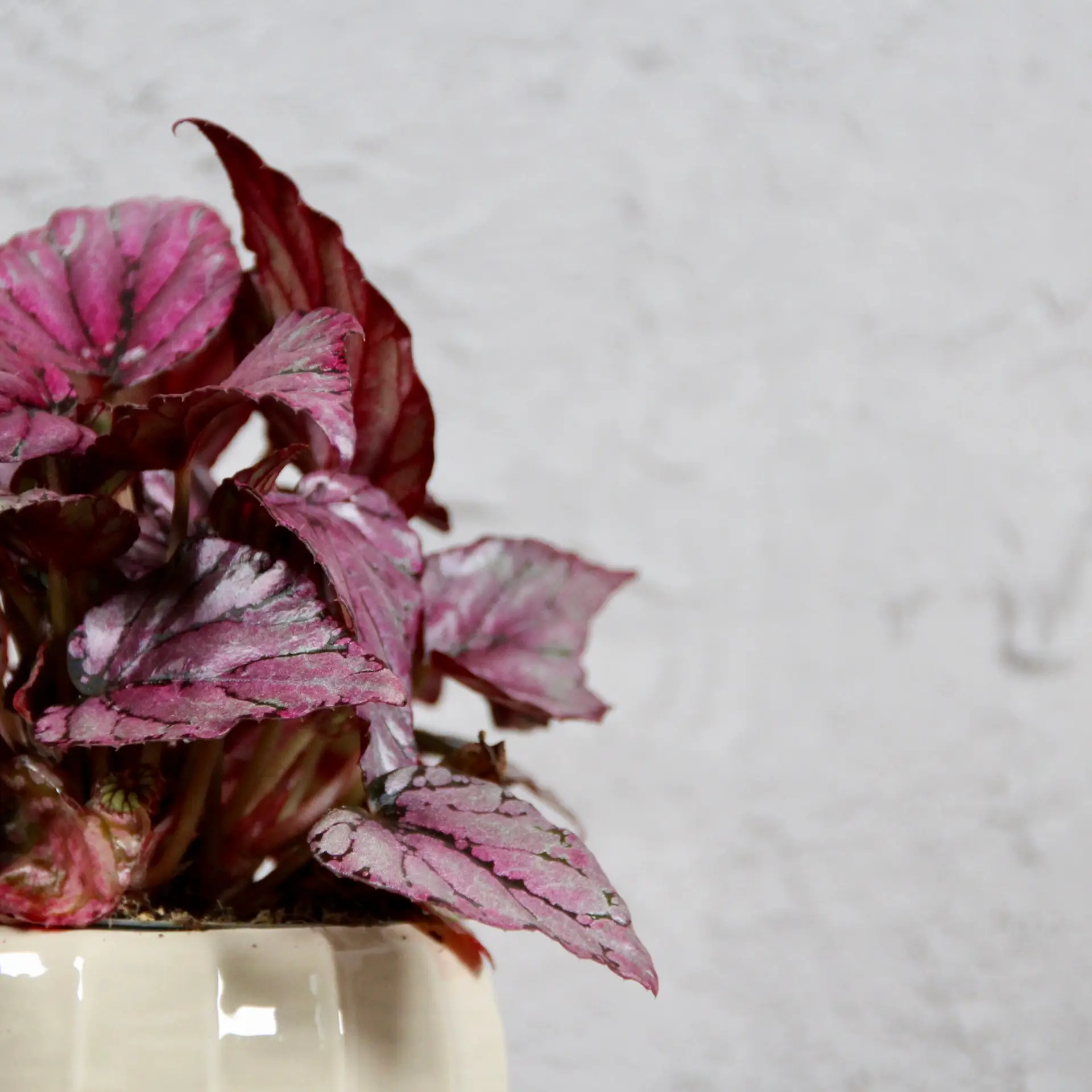 Begonia Rex Hugh McLauchan baby 3 begonia-mclauchan-rastlinkovo