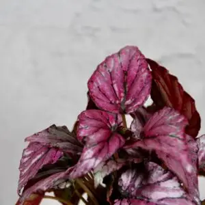 begonia-mclauchan-rastlinkovo