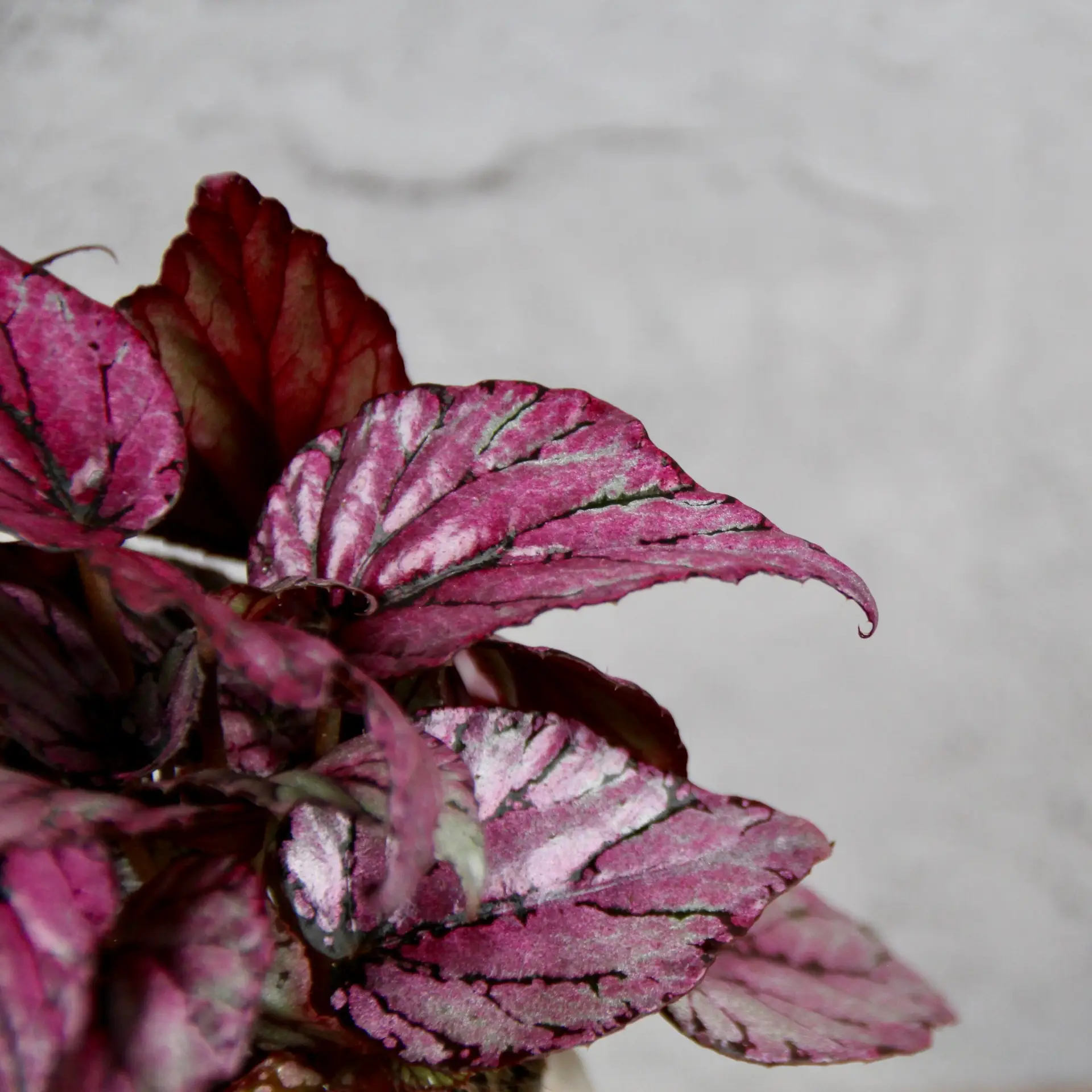 E-shop Begonia Rex Hugh McLauchan baby