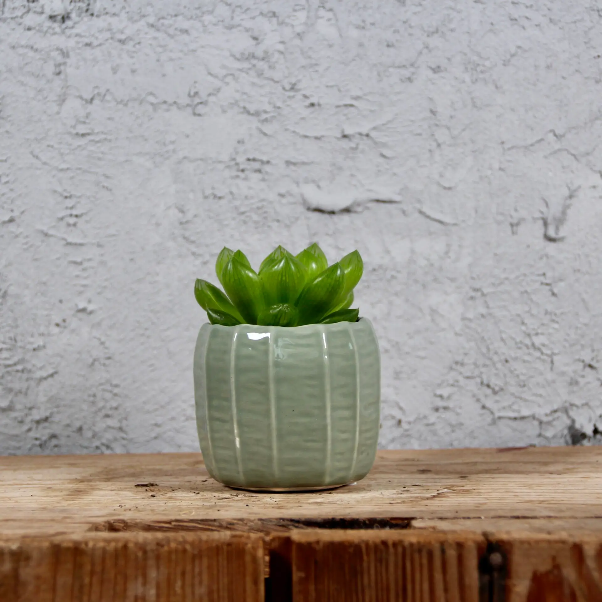 Kvetináč Verde bledozelený Ø 6 cm 2 haworthia-cooperi-rastlinkovo