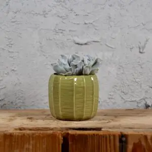 echeveria-topsy-turvy-rastlinkovo