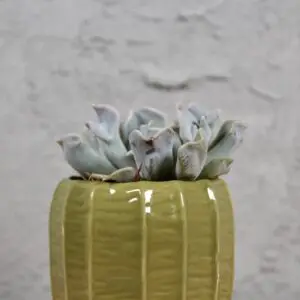 echeveria-topsy-turvy-rastlinkovo
