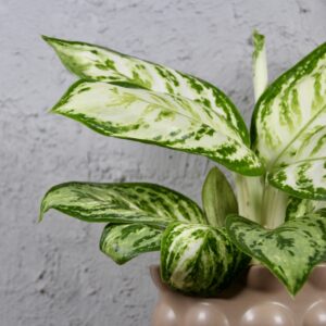 aglaonema-polar-springtime-rastlinkovo