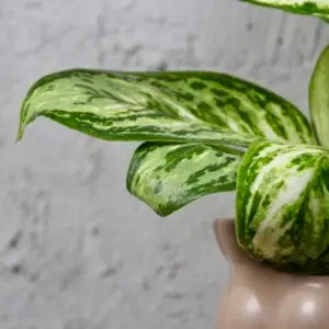 aglaonema-polar-springtime-rastlinkovo