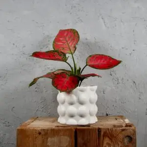 aglaonema-red-valentine-rastlinkovo