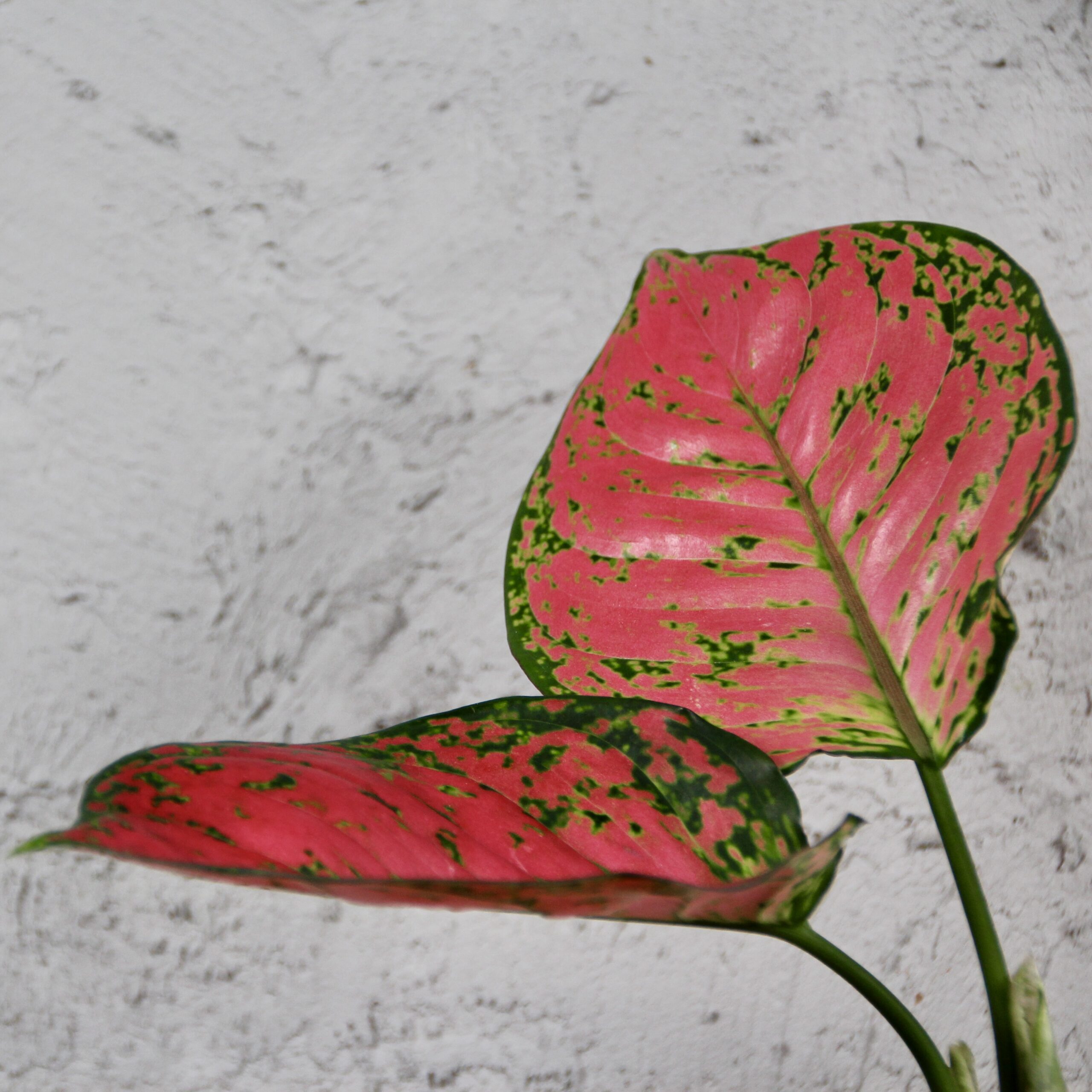 E-shop Aglaonema Red Valentine