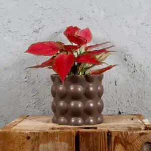 aglaonema-cherry-rastlinkovo