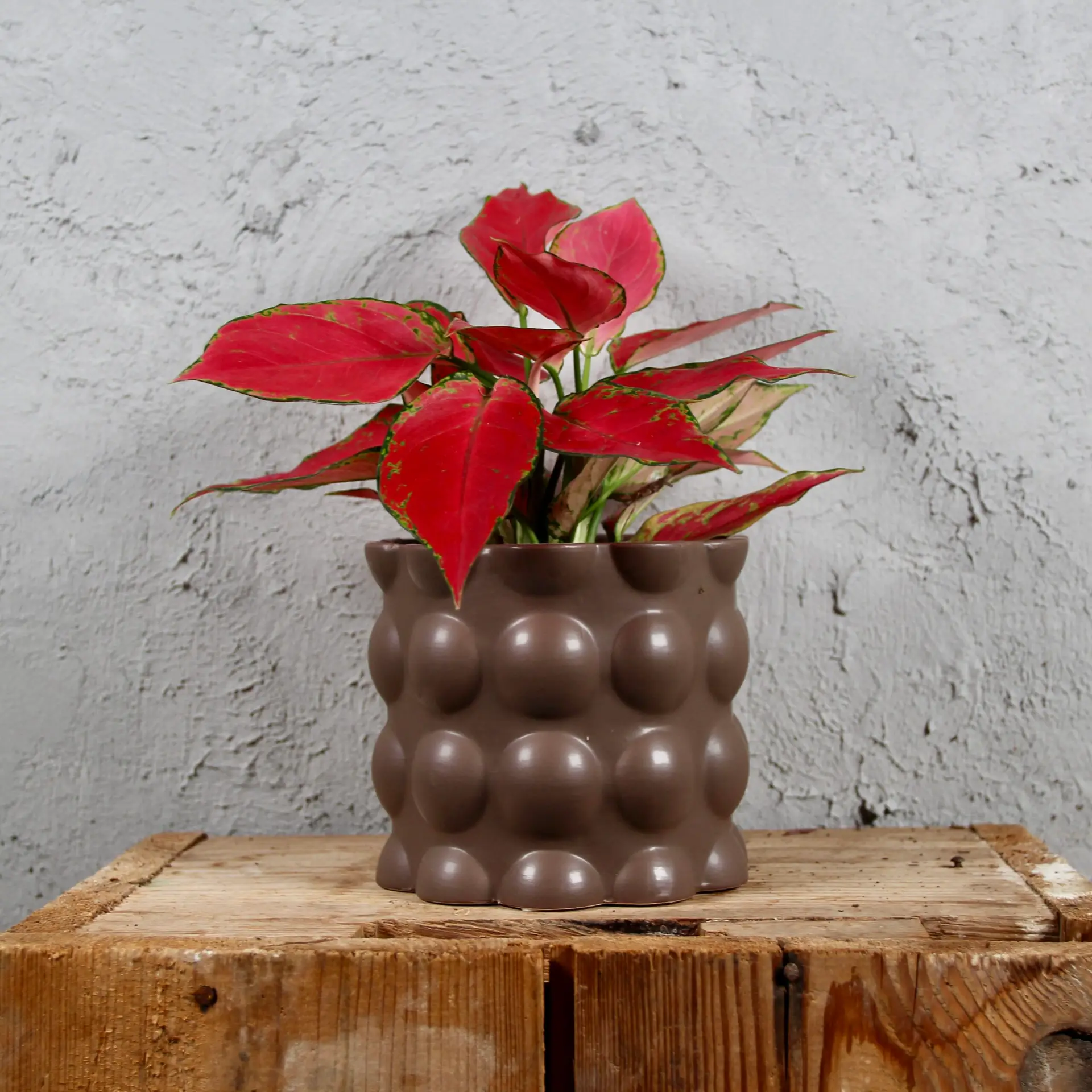 Kvetináč Cotton hnedý Ø 12 cm 2 aglaonema-cherry-rastlinkovo