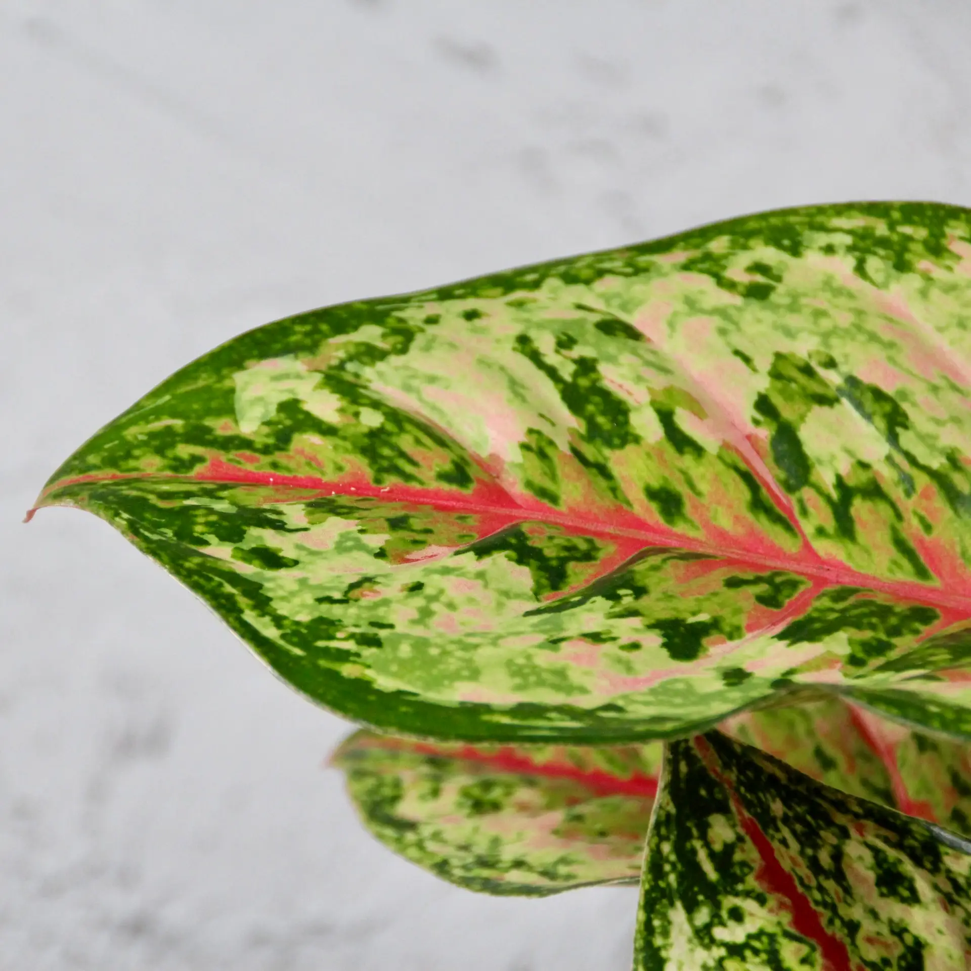 E-shop Aglaonema Paradise Red