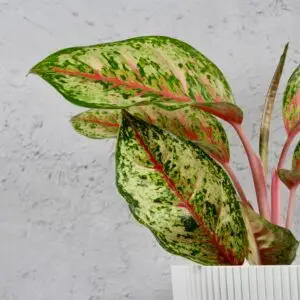 aglaonema-paradise-red-rastlinkovo