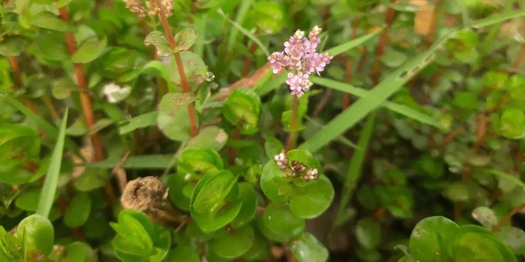 akvarijné-rastliny-rastlinkovo