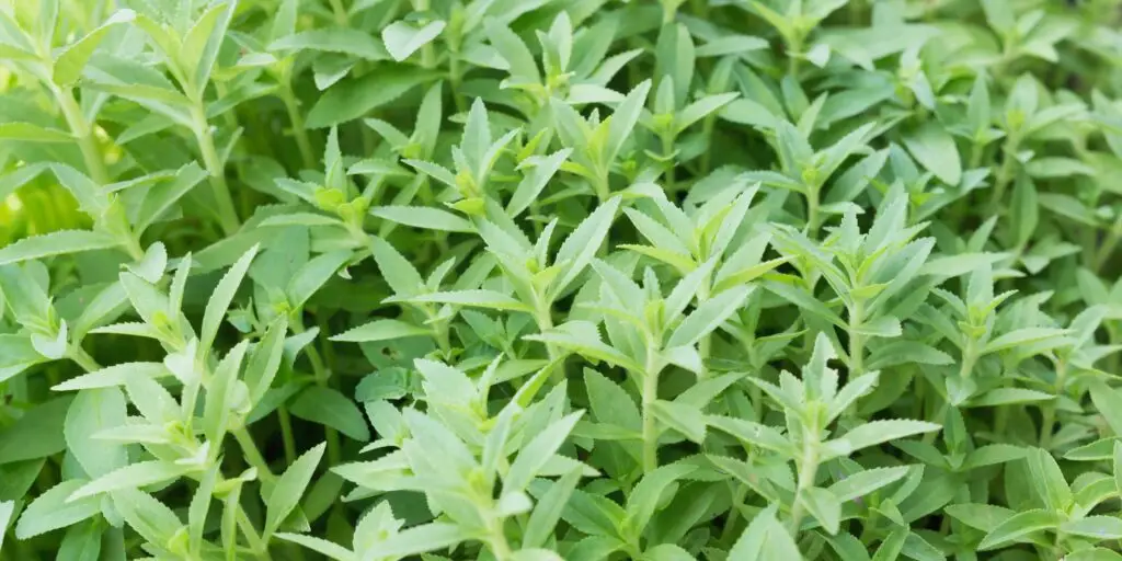 akvarijné-rastliny-rastlinkovo