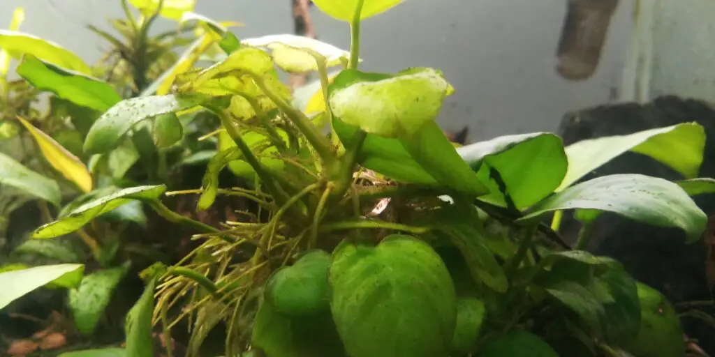 akvarijné-rastliny-rastlinkovo