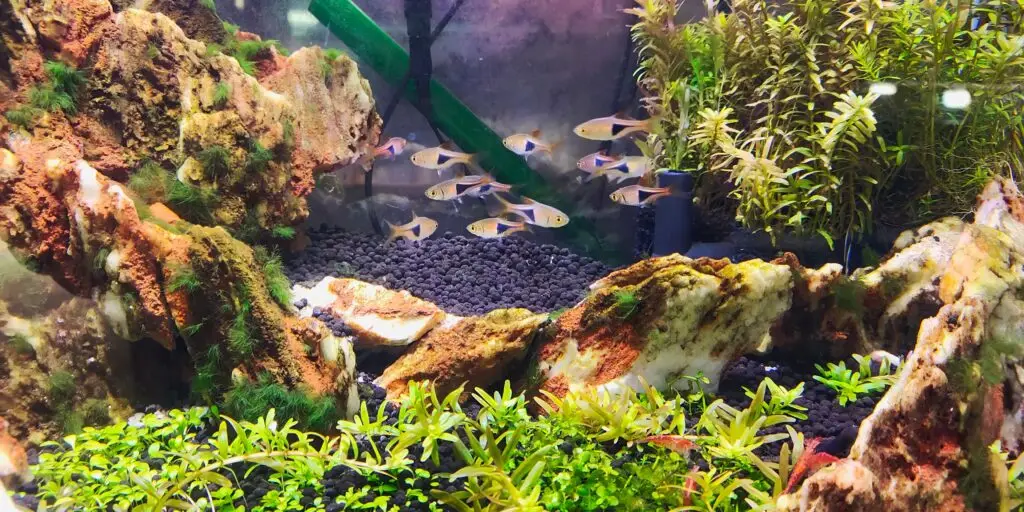 akvarijné-rastliny-rastlinkovo