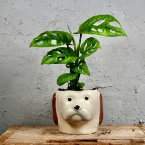 kvetinac-dog-rastlinkovo